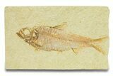 Detailed Fossil Fish (Knightia) - Wyoming #289909-1